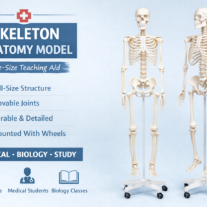Skeleton Anatomy Model